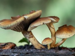 macro &raquo; paddestoelen